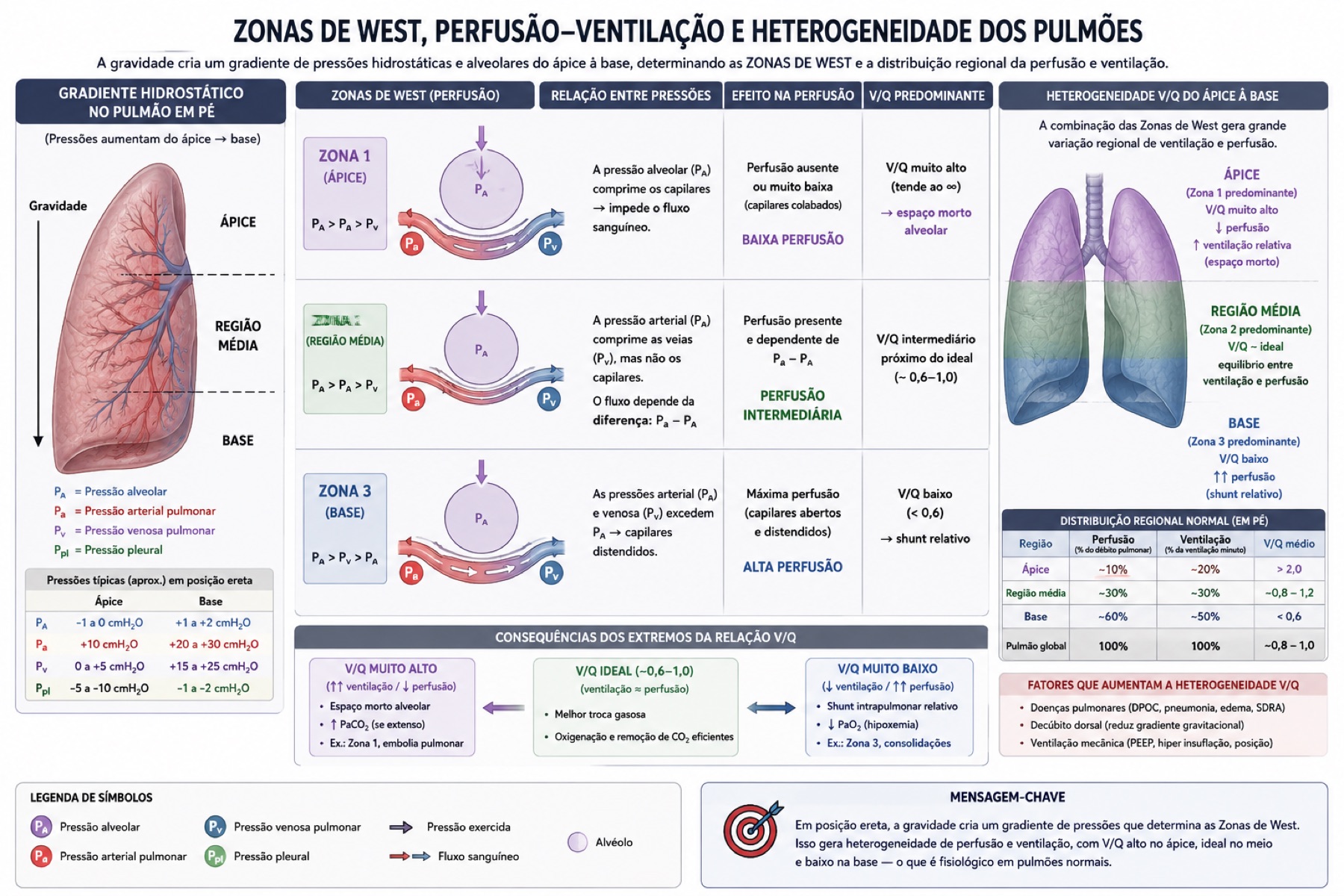 Zonas de West — perfusão, ventilação e heterogeneidade dos pulmões